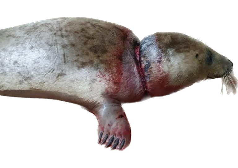 Juvenile showing the extent of injury after removal of the flying ring. The seal is showing signs of malnutrition and growth, besides the obvious signs of extreme injury, malnutrition and inhibited growth. (Image: Friends of Horsey Seals)
