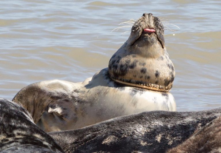 Seal being strangled by the attached flying ring (Image: Friends of Horsey Seals)