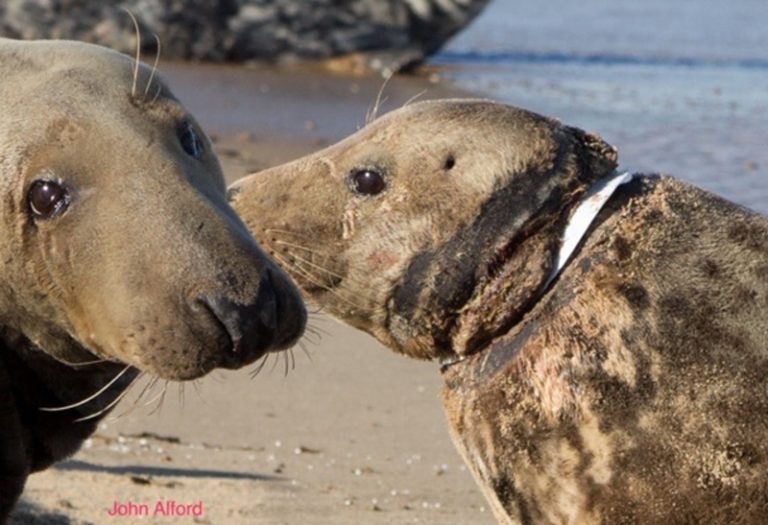 Seal compromised by flying ring (Image: Friends of Horsey Seals)