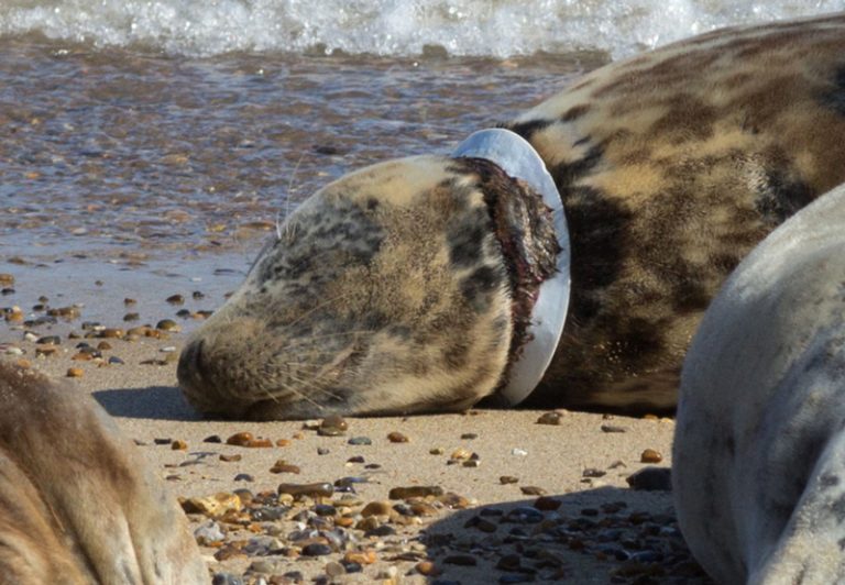 Seal trapped by flying ring (Image: Friends of Horsey Seals)